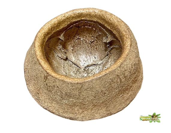 Sapucaia Pod - Natural Bioactive Terrarium & Aquarium Decor / Botanicals