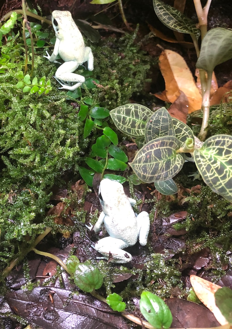 Live Oak Leaf Litter image 3