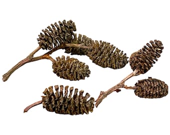 Alder Cones (75-80 Pack) Bettas Blackwater Aquarium Aquatic Shrimp Terrarium Vivarium Botanicals
