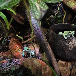 Puede incluir: Dos ranas venenosas de color verde y azul en un entorno de selva tropical. Una rana est&aacute; posada en una peque&ntilde;a maceta de barro, mientras que la otra est&aacute; en el suelo del bosque.