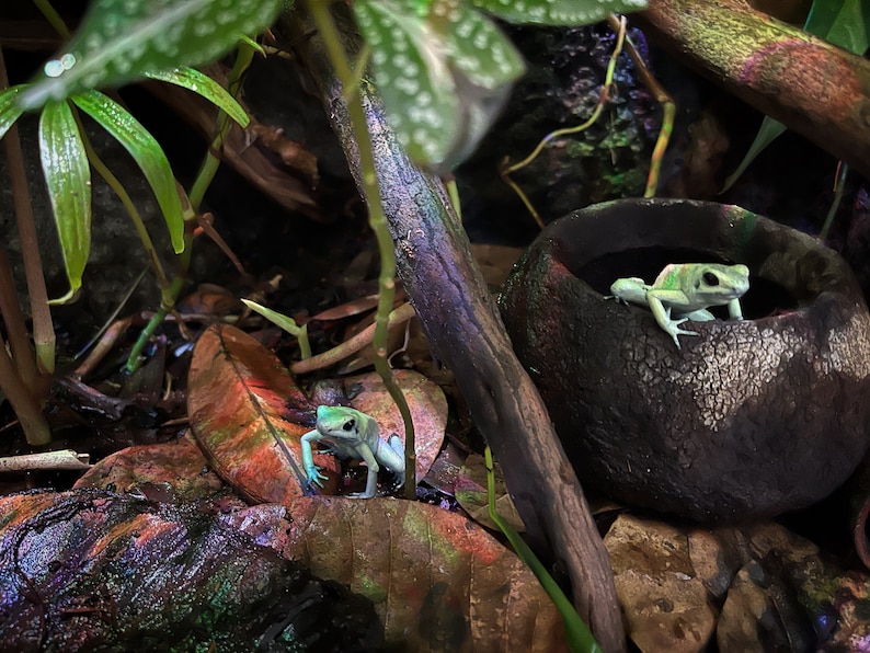 Puede incluir: Dos ranas venenosas de color verde y azul en un entorno de selva tropical. Una rana est&aacute; posada en una peque&ntilde;a maceta de barro, mientras que la otra est&aacute; en el suelo del bosque.