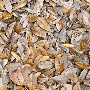 Live Oak Leaf Litter image 5