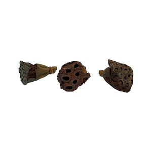 May include: Three dried brown lotus seed pods arranged horizontally. Each pod features a woody, textured exterior with multiple circular openings where seeds were once contained. The pods exhibit natural variations in shape and dark brown tones.