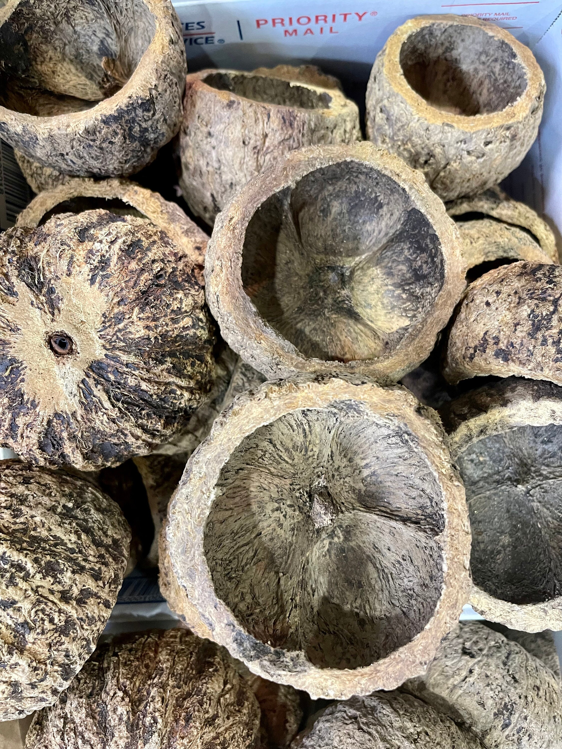 Ourico Pod (mayan Nut Pod) Botanical Terrarium Vivarium Dart Frogs Decor  Bioactive Aquarium Paludarium - Etsy, image size:2250x3000