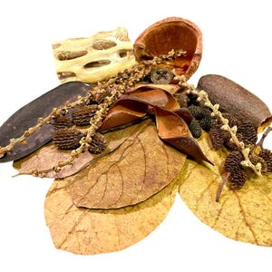 May include: A collection of dried natural elements, including leaves, pods, and seed heads, arranged in a decorative display. The elements are in shades of brown, beige, and tan.