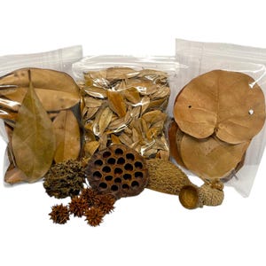 Deluxe Isopod Starter Kit - Isopod / Botanicals / Bioactive / Springtails / Terrarium / Roly Poly