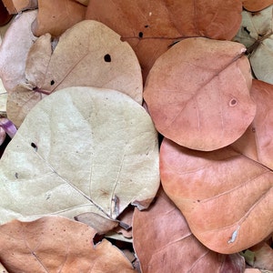 Sea Grape Leaf Litter: Bioactive Terrarium Botanicals, Isopod Food