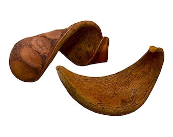Orejas de elefante (paquete de 2) - Botánicos / Decoración de viveros / Acuarios / Terrarios / Taninos