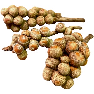 Acorn Bunches (3 Pack) - Bioactive / Botanicals / Vivarium / Terrarium / Paludarium / Shrimp / Betta