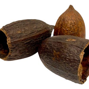 Cacao Pod - Botanicals / Bioactive / Terrarium Decor / Aquarium Decor / Natural / Reptiles / Isopods / Dart Frogs image 2