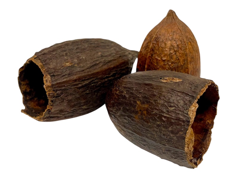 Cacao Pod - Botanicals / Bioactive / Terrarium Decor / Aquarium Decor / Natural / Reptiles / Isopods / Dart Frogs image 2