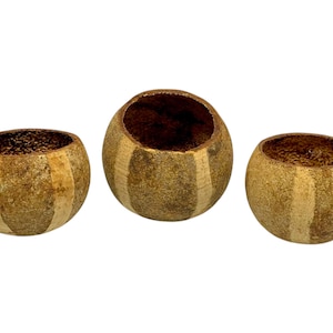 Banded Bell Cups (3 Pack) - Bael Pod / Botanicals / Betta / Bioactive / Terrarium Decor / Aquarium