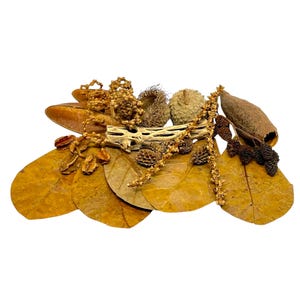 May include: An assortment of dried natural elements, including large, golden-brown leaves, small pine cones, seed pods, and a piece of driftwood. The arrangement is set against a white background, ideal for crafting or decorative purposes.