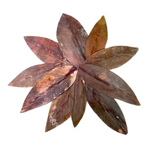 Red Mangrove Leaves (10 Pack) Leaf Litter Brackish Water Aquarium Terrarium Vivarium Botanicals