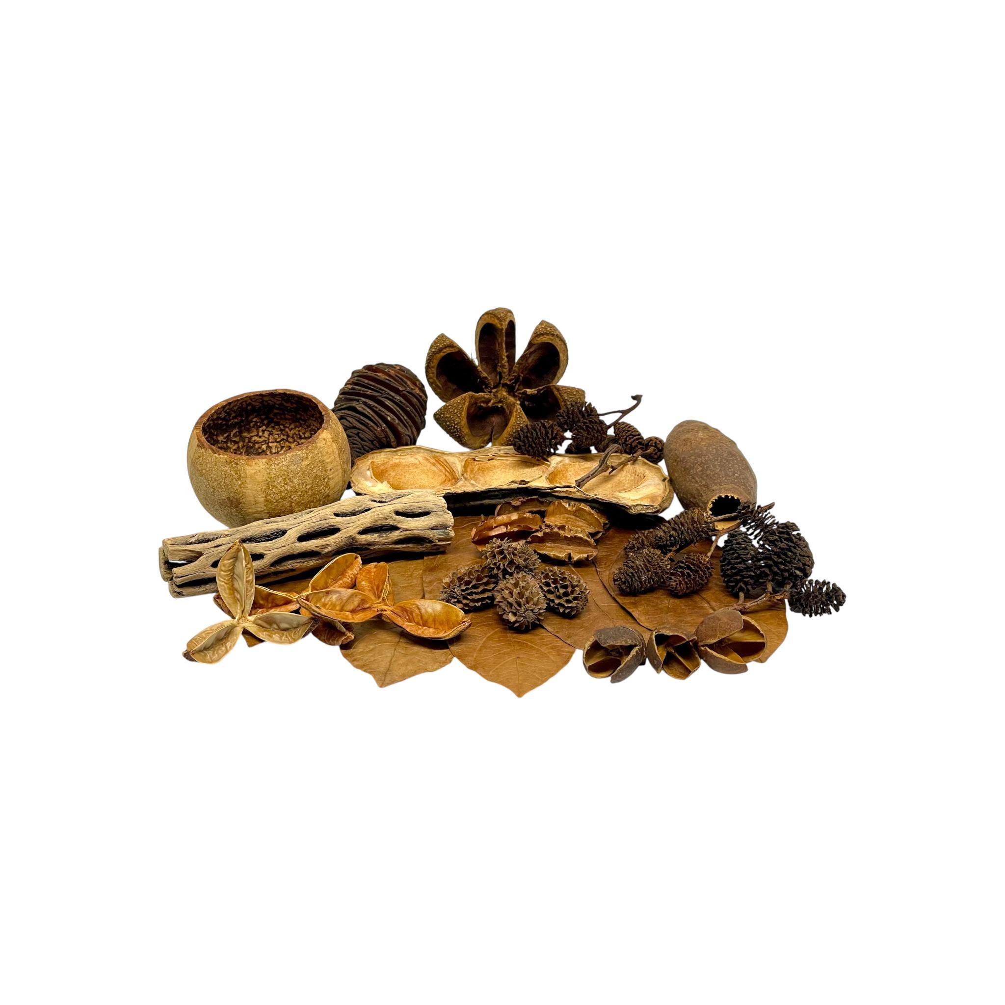Botanical Gems Variety Pack - Aquascape / Bioactive / Botanicals ...