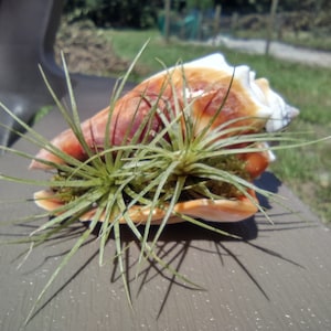 May include: A large, orange and white seashell with green air plants and moss inside. The shell is resting on a brown surface, with a blurred background of green grass and a fence.