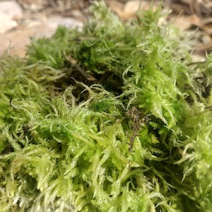 May include: Close-up of a patch of vibrant green moss with a soft, feathery texture.
