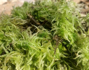 Live Sphagnum moss, Bioactive terrarium, carnivorous plants