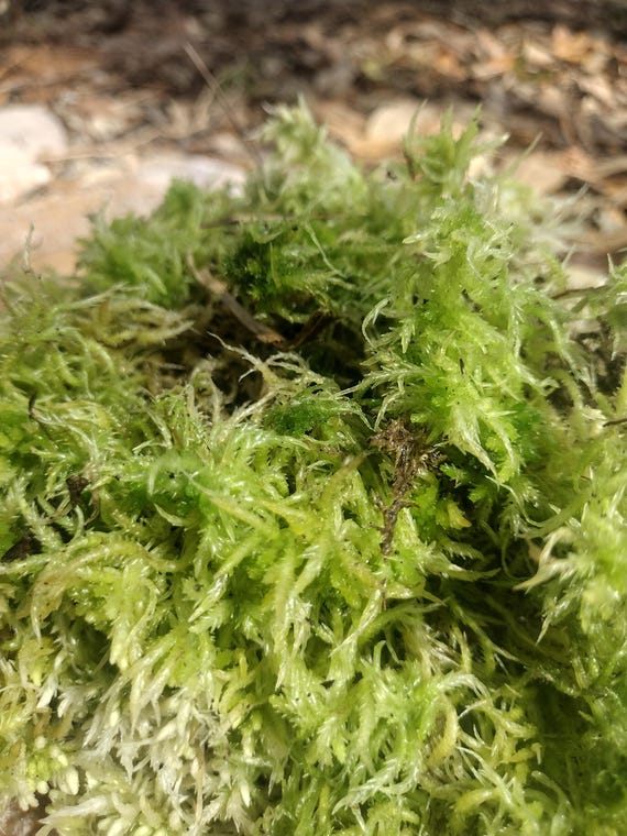 Live Sphagnum moss, Bioactive terrarium, carnivorous plants