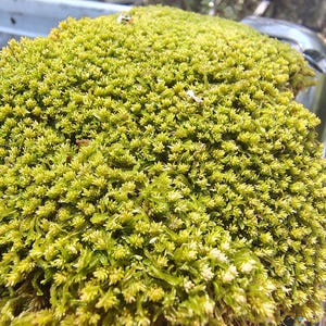 Live Pin Cushion Moss - Lush Terrarium/Vivarium Moss