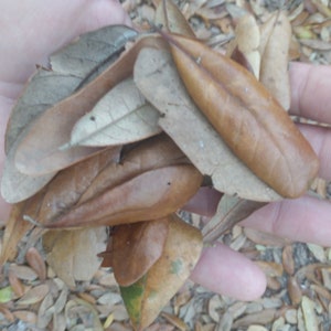 Puede incluir: Un puñado de hojas marrones y secas de diferentes formas y tamaños.