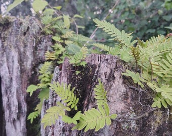 Live resurrection ferns Terrarium plants, bioactive terrariums