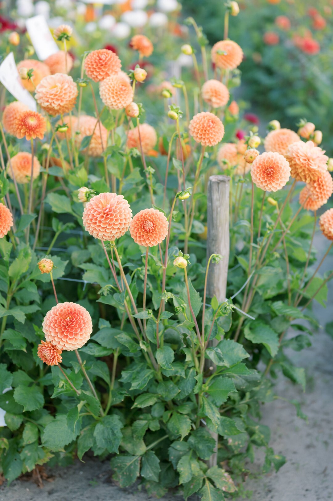 Dahlia Beatrice - Etsy