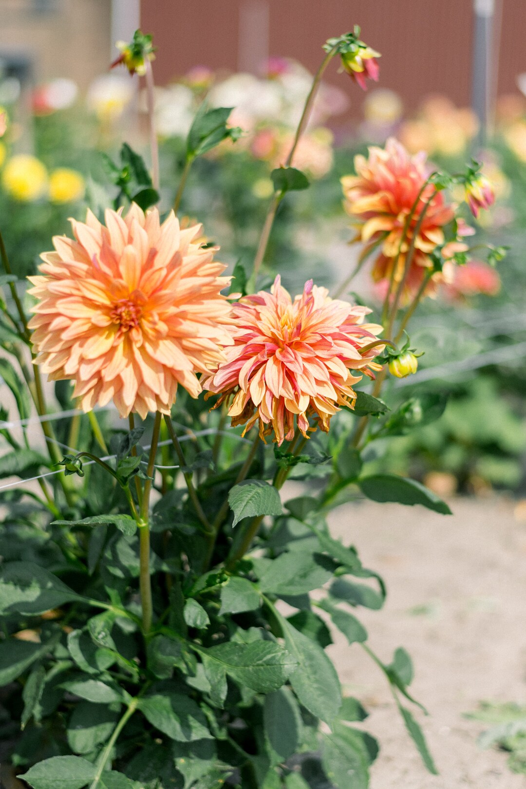 Dahlia French Cancan - Etsy