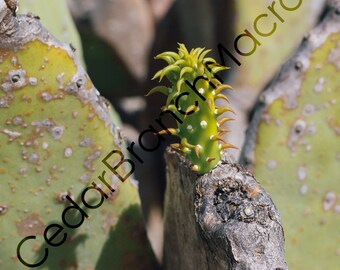 Prickly Pear