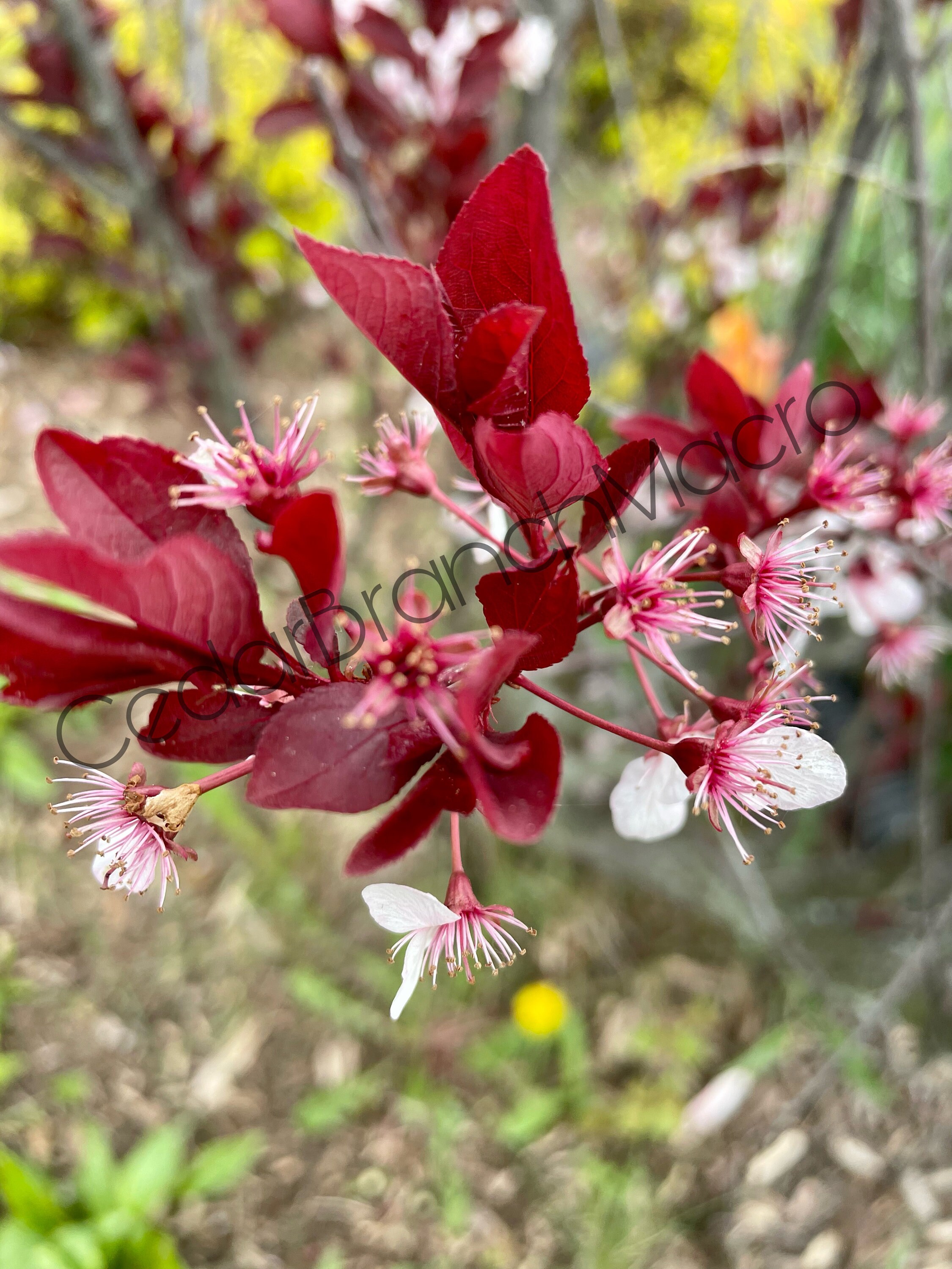 Purple Leaf Sand Cherry Etsy
