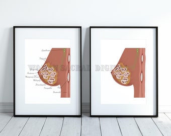 Anatomy of the lactating breast French and German version | Anatomie du sein | Brust Anatomie | Mammary Glands Anatomy | Medical Art