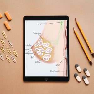 May include: A digital illustration of a human breast with labeled anatomical parts, including the areola, nipple, lobules, ducts, fatty tissue, lymph nodes, ribs, and chest muscles. The illustration is displayed on a tablet computer with a black frame.