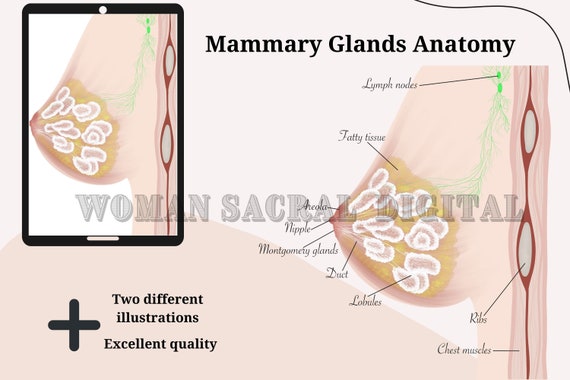 Anatomy of the Lactating Human Breast Structure of the Breast Breast Anatomy  Print Mammary Gland Print OBGYN Art Doula Art -  Canada