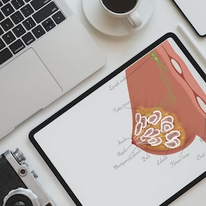 以下が含まれることがあります： 乳房の図で、リンパ節、脂肪組織、乳輪、乳頭、モンゴメリ腺、乳管、小葉、線維組織、胸筋など、さまざまな部位にラベルが付けられています。