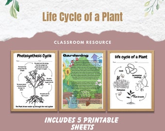 The Life Cycle of a Plant Worksheets