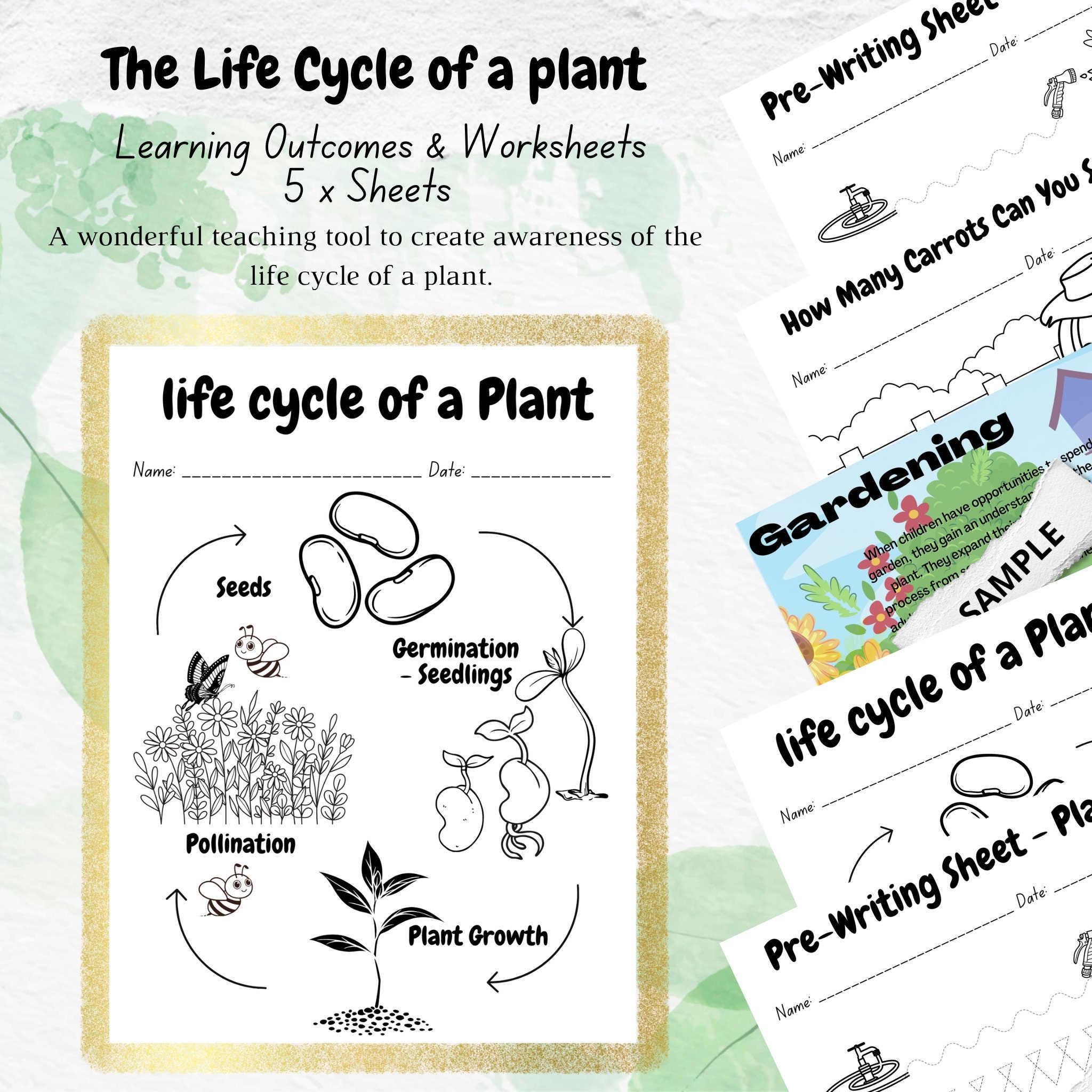 life cycle of a plant worksheet