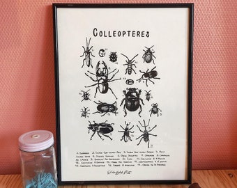 Coleópteros en linóleo - Póster de historia natural - Impreso a mano.