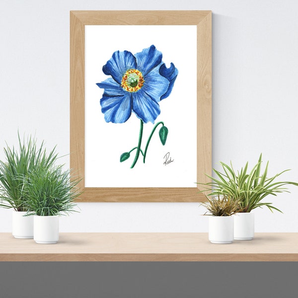 Himalayan Blue Poppy - Etsy