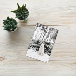 Berger suisse blanc dans la neige et les arbres Carte postale standard