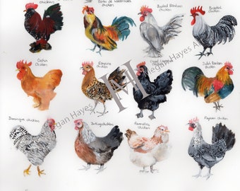 A3 Chicken Identification guide - Limited edition print