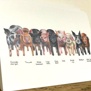 British Pigs Identification Guide - A6 postcard.