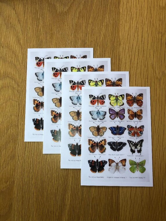 postcard A6 butterflies