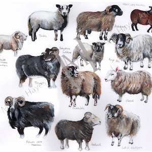 A6-kaart met identificatiegids Hill Sheep