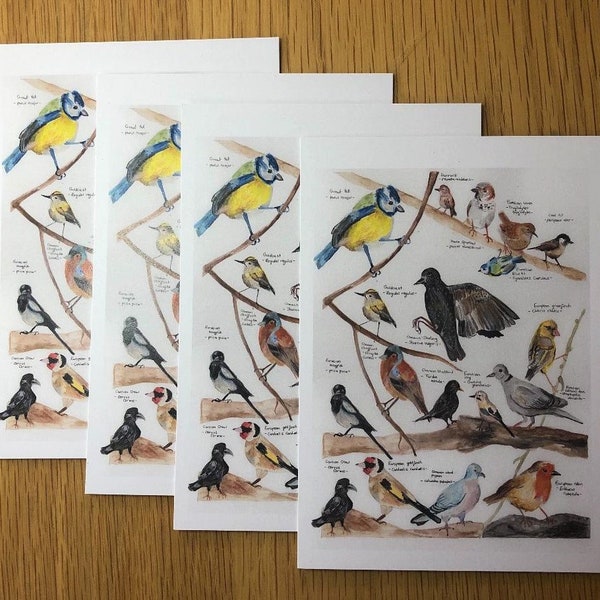 A6 Postcards - Bird Identification Guide