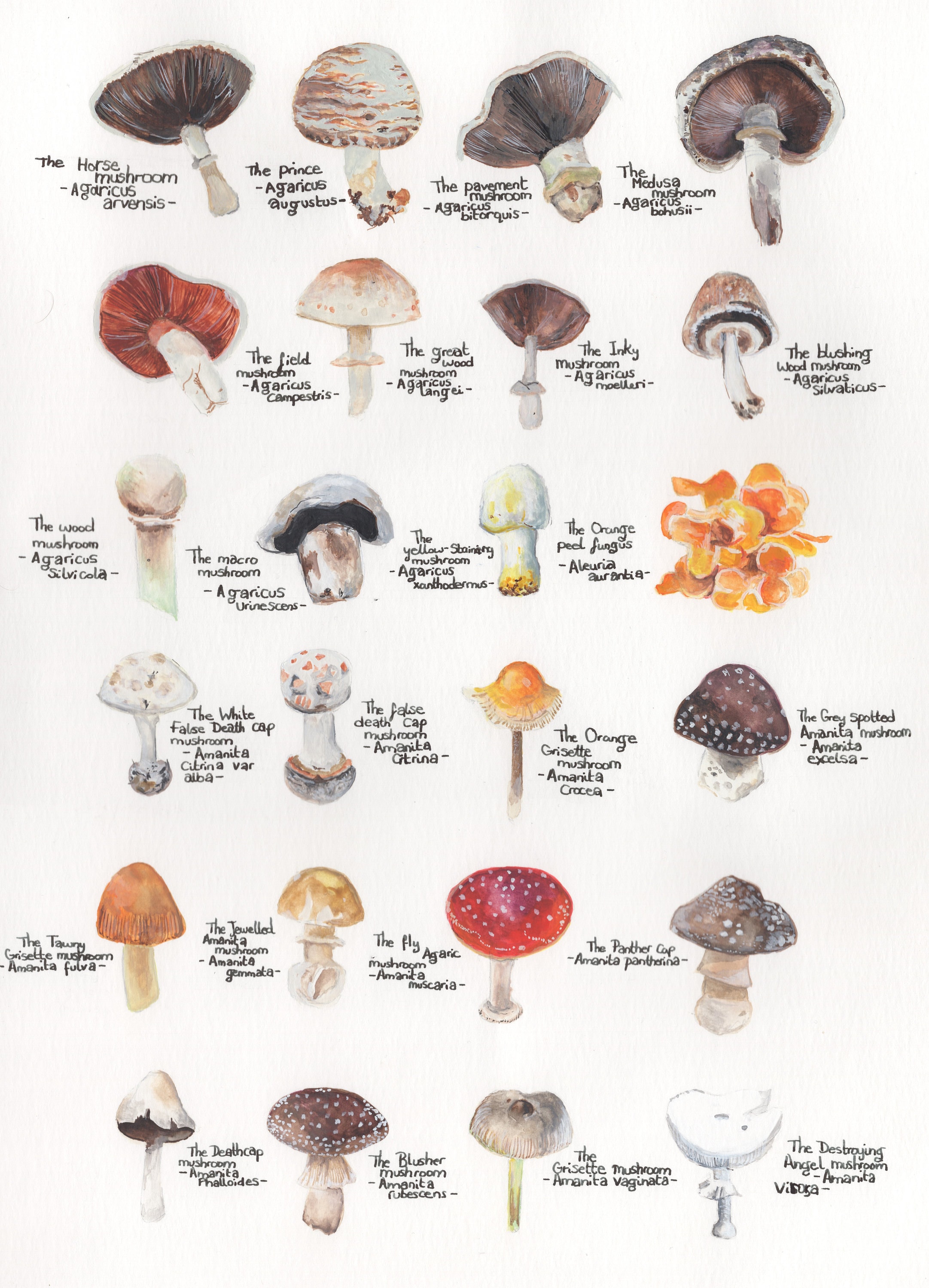 Mushroom Types Chart