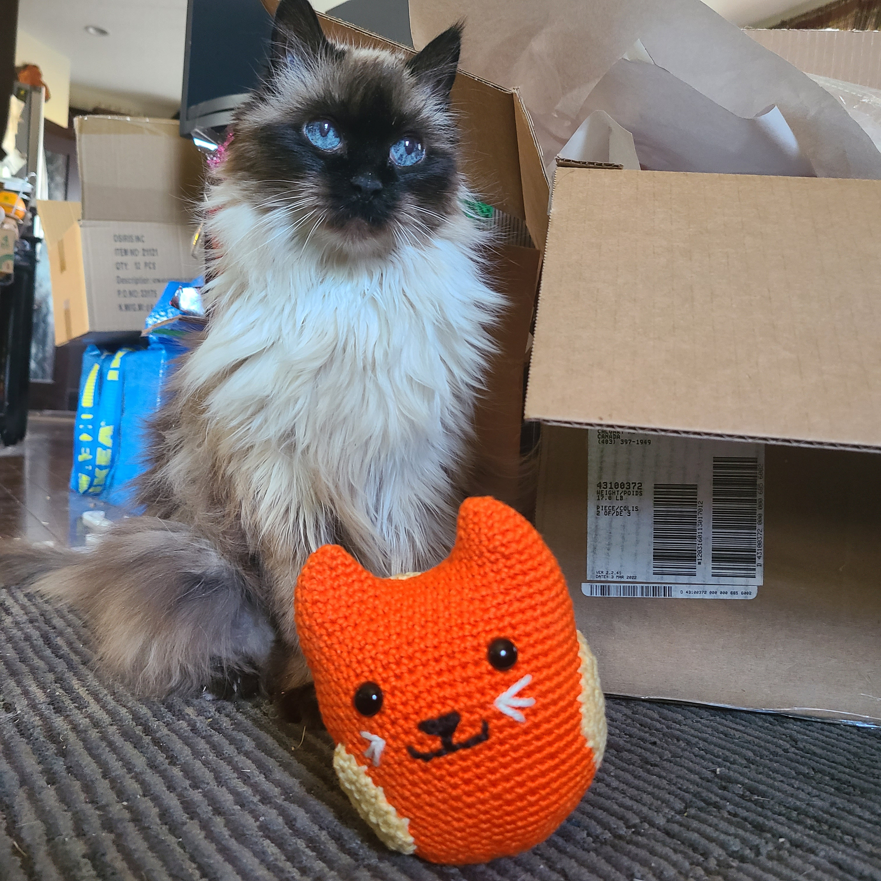 Buttered Jorts the Cat amigurumi Etsy