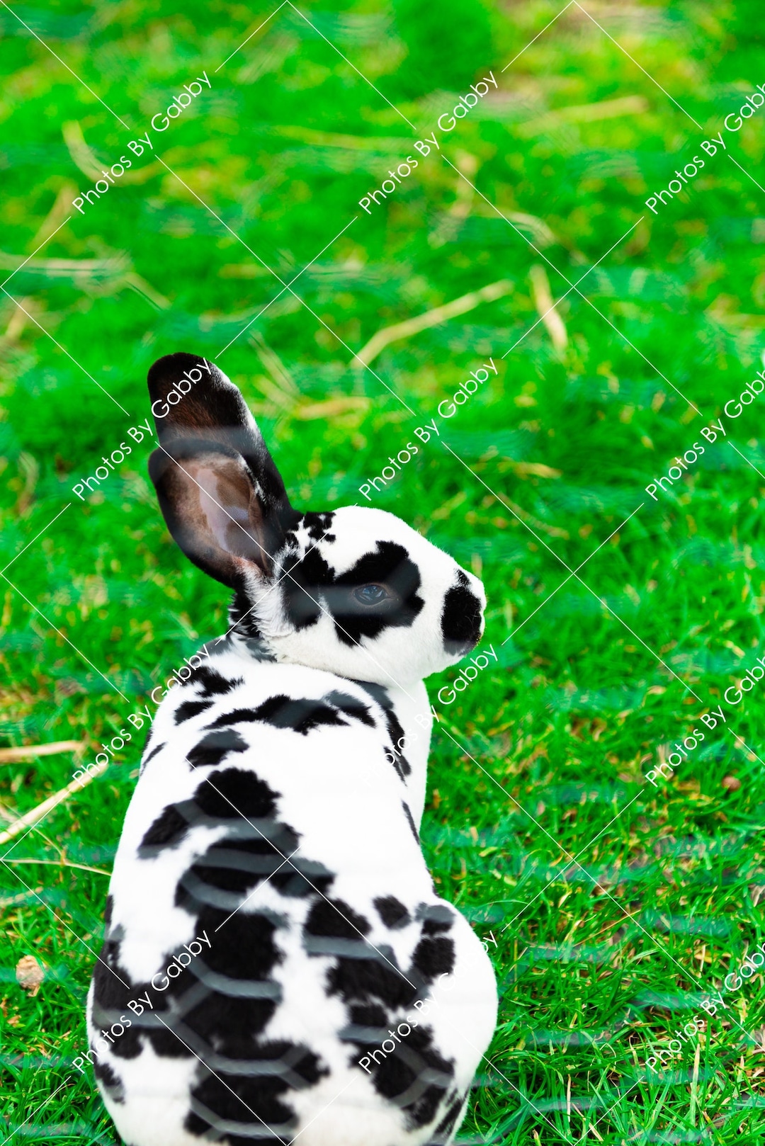 Rabbit Photo - Instant Digital Download to Print - Etsy