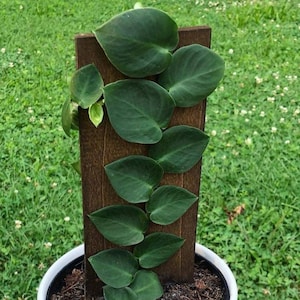 Rhaphidophora Hayi Cuttings for Propagation Hedera Shingle Plant Green Grow your Own Houseplant Vining Rare