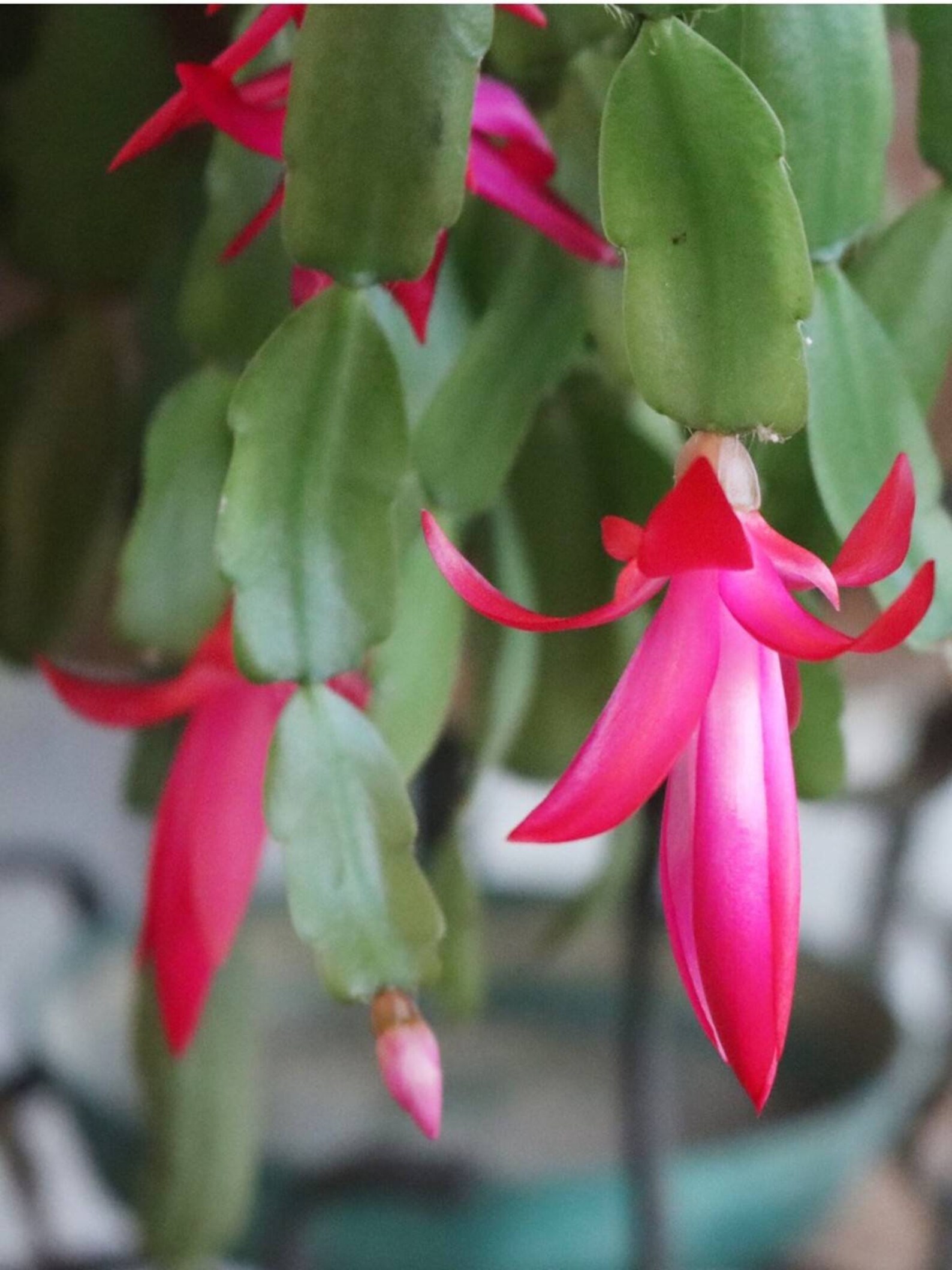 True Hot Pink Christmas Cactus Cuttings for Propagation Etsy Canada