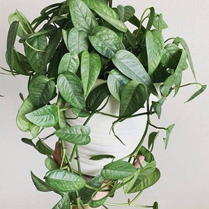 Cebu Blue Pothos Cutting for Propagation Fenestrated Leaves Houseplant Vining Plant Happy Leaf Epipremnum Pinnatum Aureum Hanging